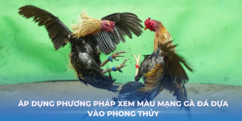 Áp dụng phương pháp xem màu mạng gà đá dựa vào phong thủy