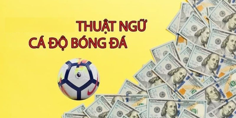 Một vài thuật ngữ siêu hot trong cá cược thể thao vua