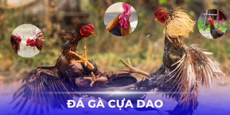 Đá Gà Cựa Dao