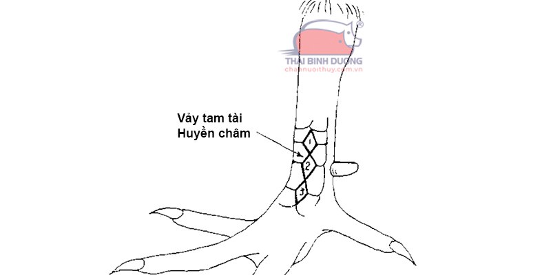 Vảy gà tam tài có 3 lớp vảy lớn