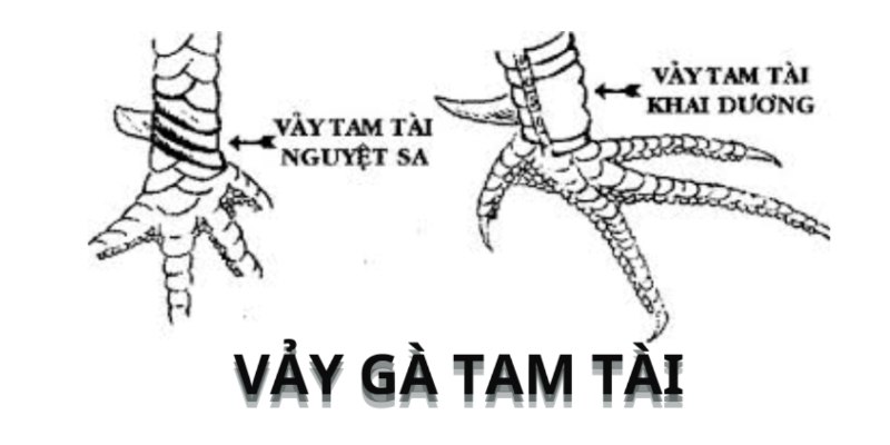 Vảy gà tam tài